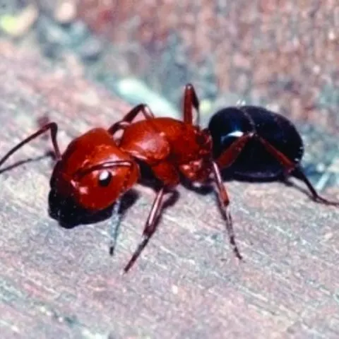 thumbnail for publication: Florida Carpenter Ants